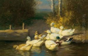 Ducks In The Pond