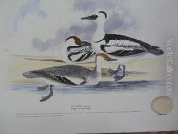 Birds - view 1