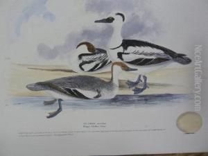 Birds by H.L. Meyer