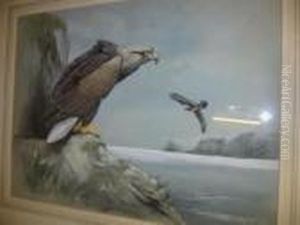White Tailed Sea Eagle