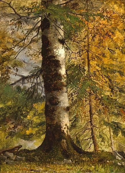 A Study Of A Tree - view 1