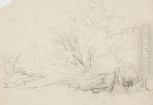 Elm