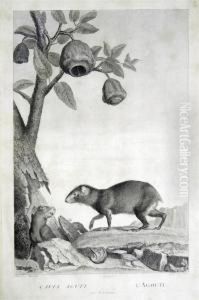Agouti, Axis, Oie D'egypte, Zebu & Gazelle by Simon Charles Miger