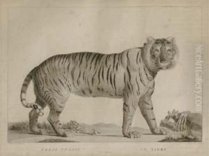 Exotic Animals: Three Plates by Simon Charles Miger