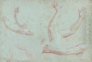 Feuille D'etudes De Bras