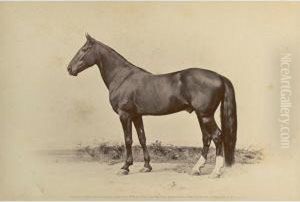 Portraits Of Noted Horses Of America