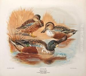 The Natural History Of The British Surface-feeding Ducks by John Guille Millais