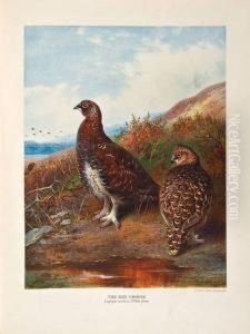 The Natural History Of British Game Birds by John Guille Millais