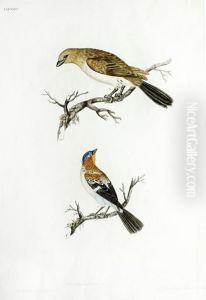 Cuculus Indicator And Fringilla Cyanocapilla by John Frederick Miller
