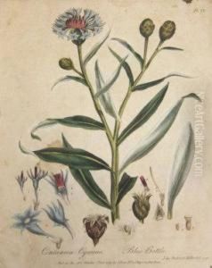 Cenaurea Cyanus,
Blue Bottle by John Frederick Miller