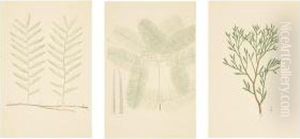 Banks' Florilegium: New Zealand