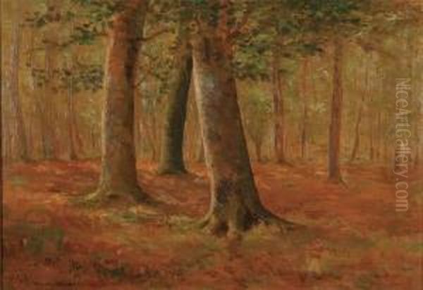 Forest Interior - view 1