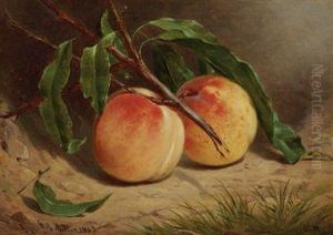 Study Of Peaches From Nature by William Rickarby Miller