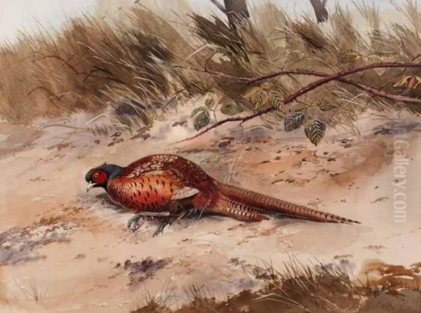 Pheasant - view 1