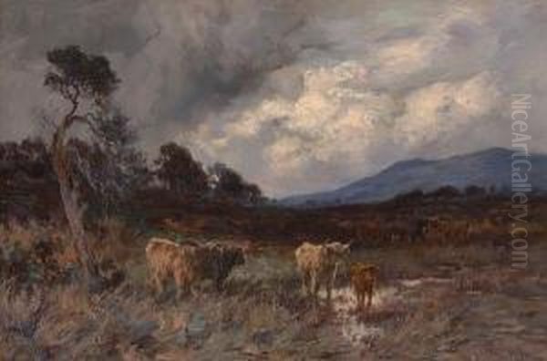 Highland Cattle - view 1