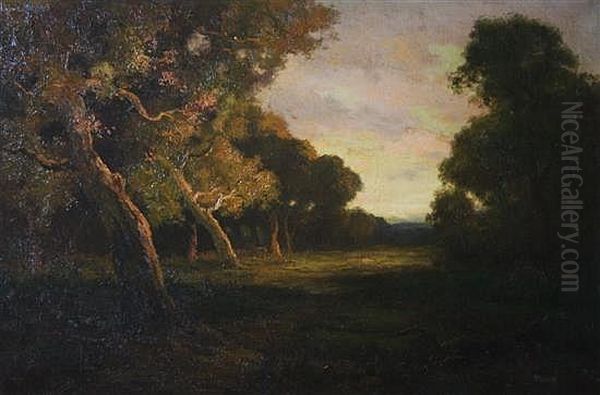 Forest At Dusk - view 1