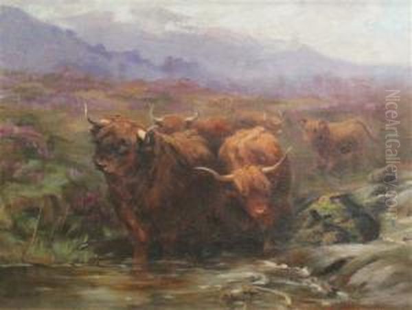 Highland Cattle Watering - view 1