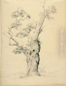 Baumstudie. by Ernst Furchtegott Mohn