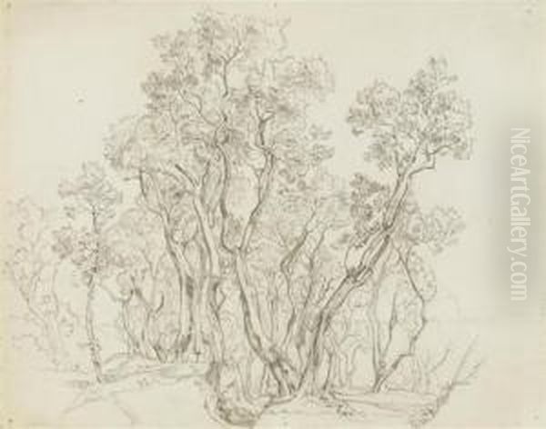 Olive Grove Withboy Resting. - view 1
