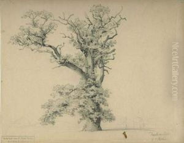 Baumstudie. - view 1