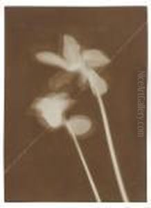 Alpenveilchen (photogramm) by Laszlo Moholy-Nagy