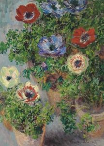 Anemones En Pot