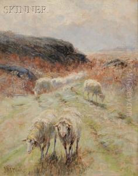 Grazing Sheep - view 1