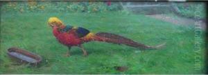Golden Pheasant, Painted From Nature At Ward's Farm by Edward Brice Stanley Montefiore