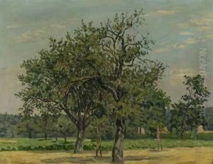 Apfelbaume In Sommerlandschaft