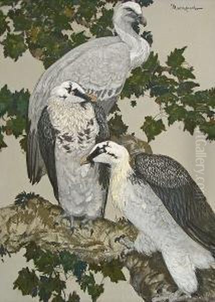 King Vultures And Bearded Vultures: Two - view 1