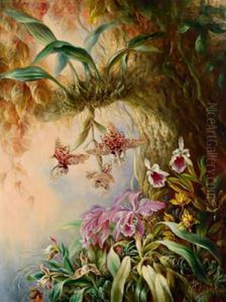 Wilde Orchideen - view 1