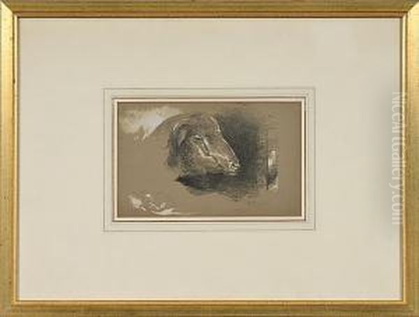 Mountain Sheep - view 1