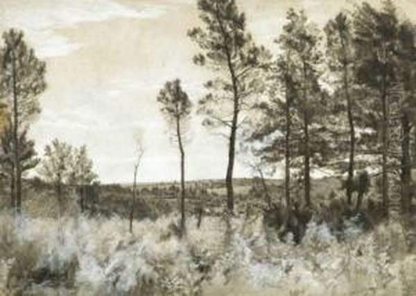 Paysage De Campagne A La Lisiere D'un Bois De Pins - view 1
