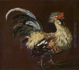 Galo by Jose Antonio Morgado Setubal