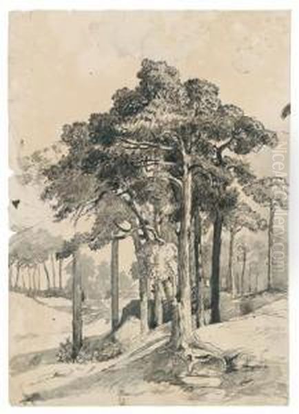 Waldstudie - view 1