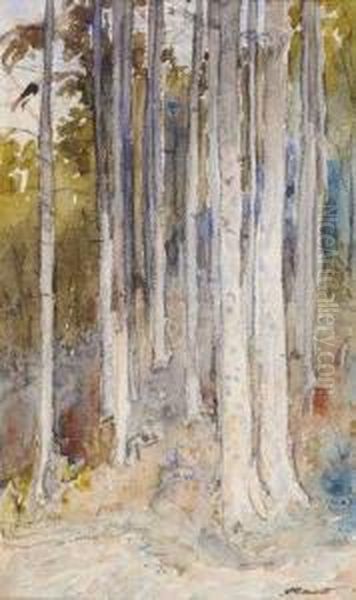 Foret - view 1