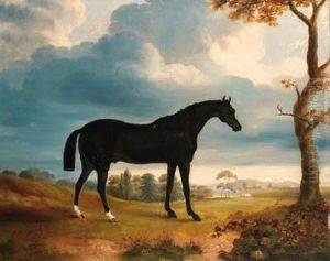 A Black Racehorse In An Extensive Landscape A Black Racehorse In An Extensive Landscape