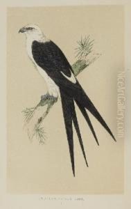 A History Of British Birds by Francis Orpen Morris