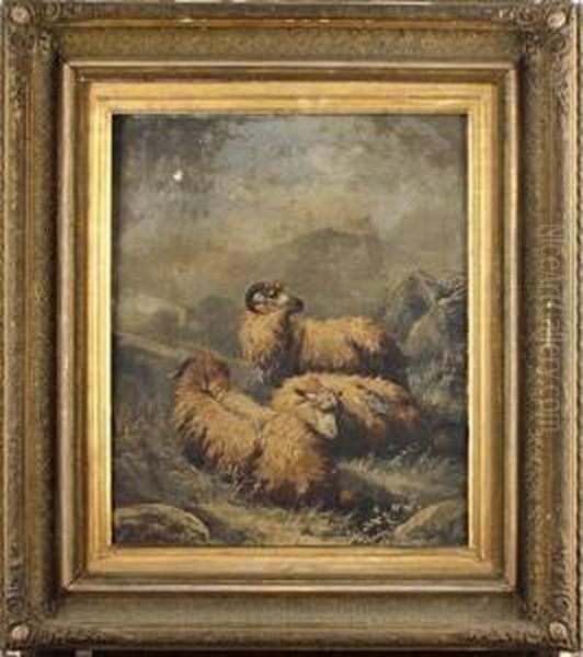 Highland Sheep - view 1