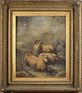 Highland Sheep by John Morris