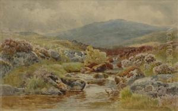 Cattle Ondartmoor - view 1