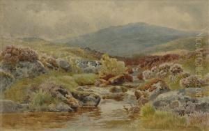 Cattle Ondartmoor
