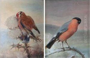 Chaffinch On A Branch by Richard S. Moseley