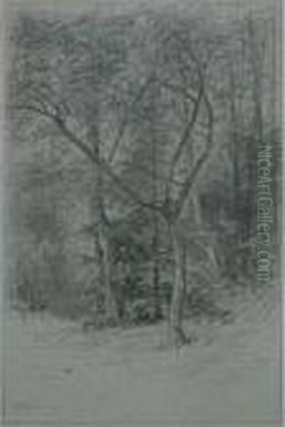 Woodland Interior - view 1