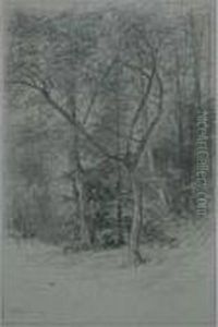 Woodland Interior