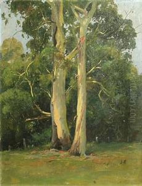 Summertime Trees - view 1