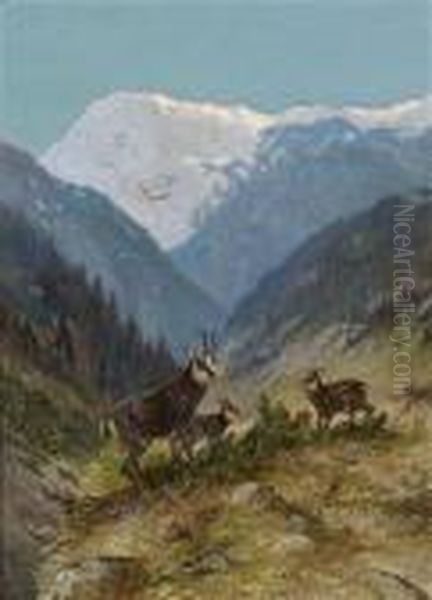 Flock Of Chamois In The High Mountains - view 1