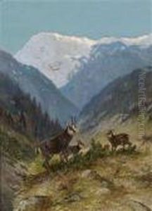 Flock Of Chamois In The High Mountains