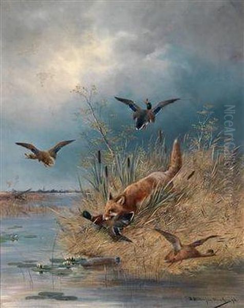 Ein Fuchs Bei Den Wildenten - view 1