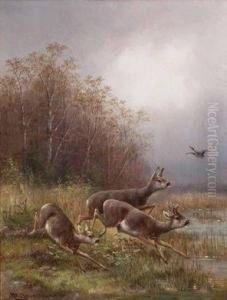 Aufgeschrecktes Rotwildund Wildente Am Seeufer